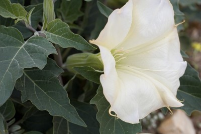 Datura wrightii - Joshua tree np - 040920 d