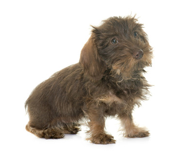 小铁丝毛腊肠犬