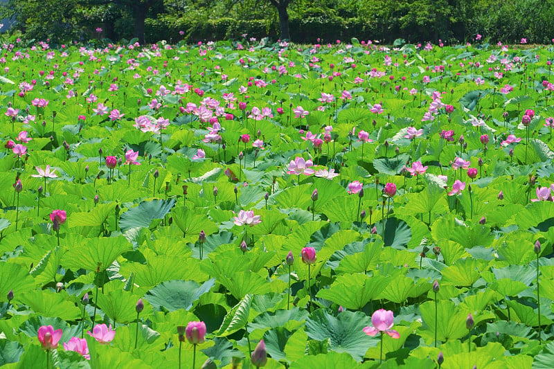 日本新泻市中越市高田公园的荷花