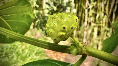 小径旁的绿色诺丽果/柠檬木戟/大木戟/印度桑椹/海滩桑椹/奶酪果