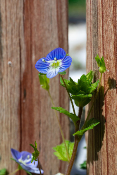 Veronica officinalis花