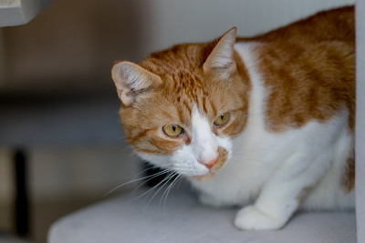 小猫小猫四处张望