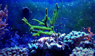 鹿角峰在咸水水族箱中种植珊瑚