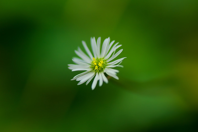 拉格诺波拉拉纳塔， 青苔千菊花， 阿斯特拉塞