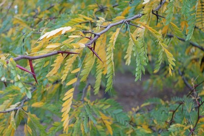 10月蜜槐枝上的红色小刺和五颜六色的秋叶