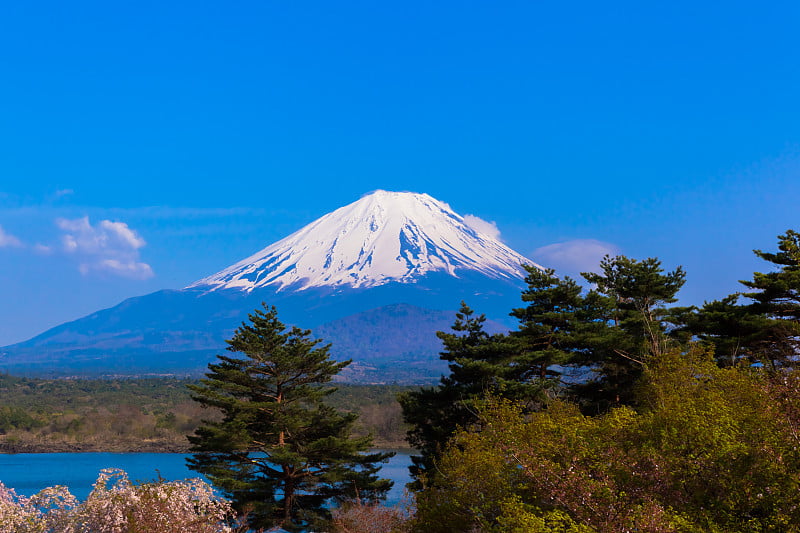 樱花树和富士山