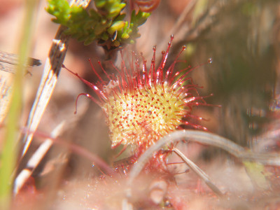 drosera rotundifolia,法国卢瓦尔河