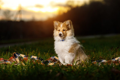 喜乐蒂牧羊犬的小狗。Sheltie日落。