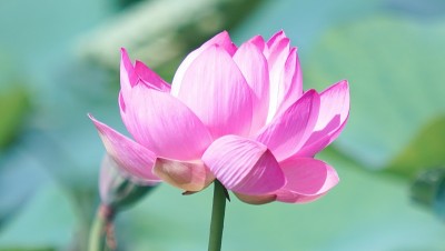 我爱美丽的荷花