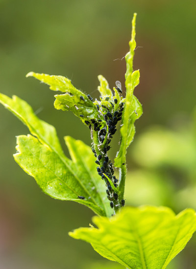 害虫、植物疾病。植物上的蚜虫特写