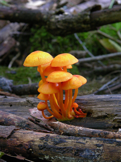 橙色Mycena