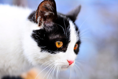 猫