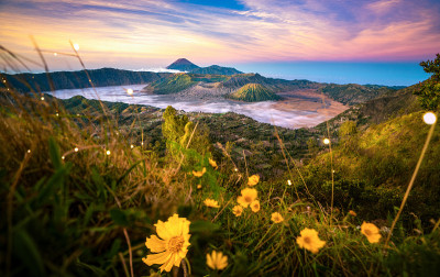 在Bromo vocano国家公园的Argowulan视点，以Bromo山为背景的黄花