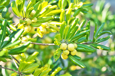 Pittosporum tobira