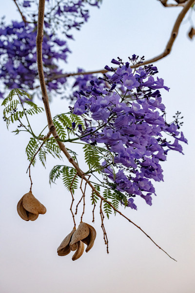 蓝色蓝花楹树
