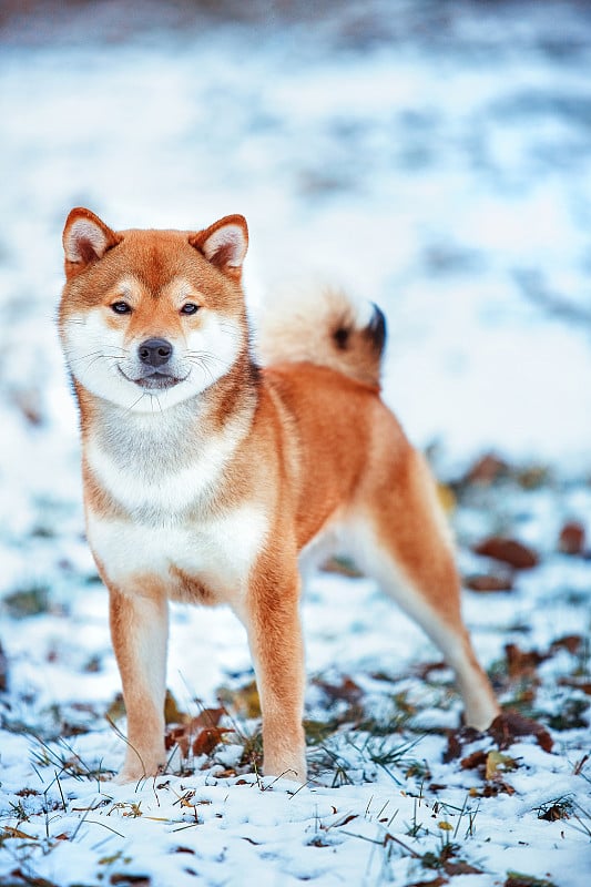 红发犬日本柴犬