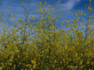 牵牛花野花