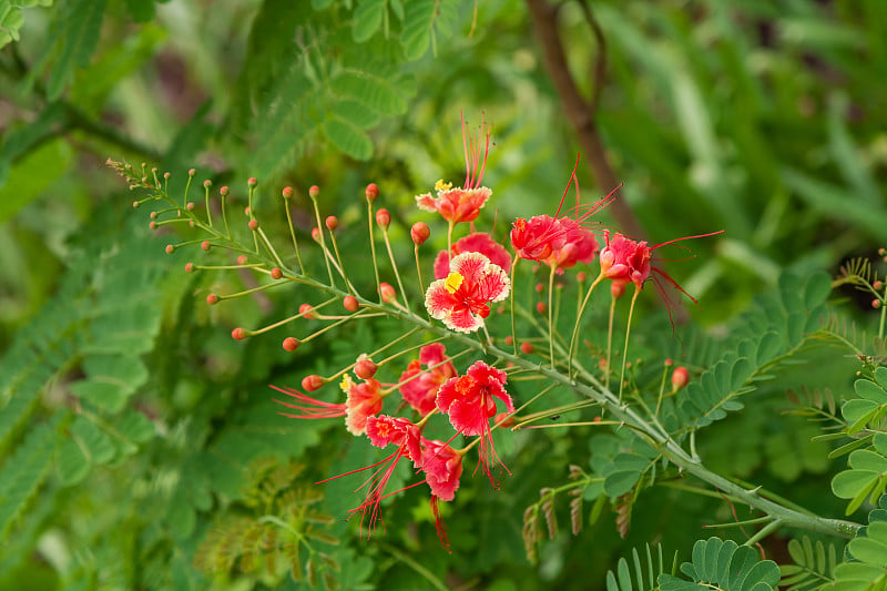 Caesalpinia pulcherrima