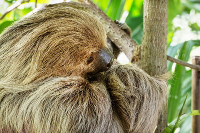 林奈二趾树懒(Choloepus didactylus)
