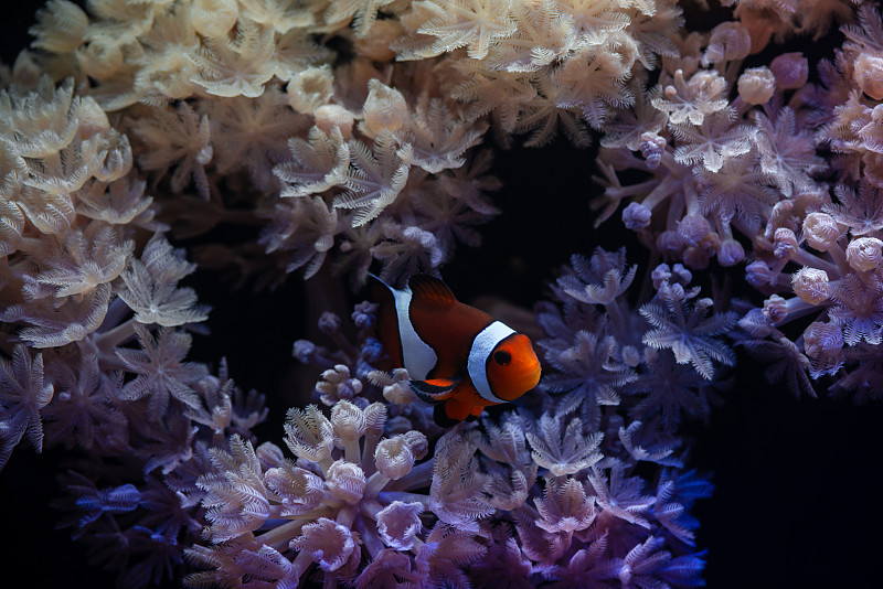 美丽的海景水族馆与海葵和小丑两栖鱼