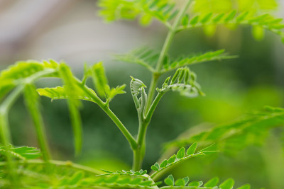新银合欢的照片