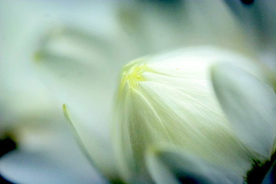 花盛开