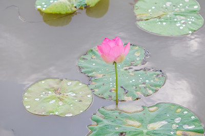 美丽的莲花
