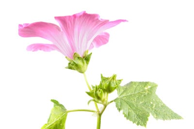 三期紫丁香或一年生锦葵的粉红色花，绿叶孤立在白色背景上
