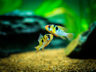 一对公鲷(Mikrogeophagus ramirezi)在一个鱼缸