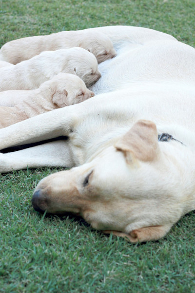 拉布拉多幼犬正在吮吸母犬的乳汁。