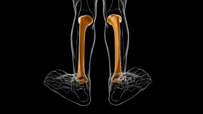 人体骨骼解剖胫骨骨3D渲染