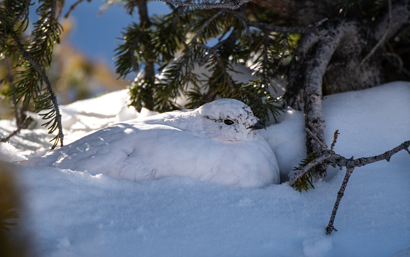 White-tailed Ptarmigan in Winter