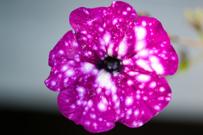 粉红色的天空牵牛花品种，花在盛开的近，