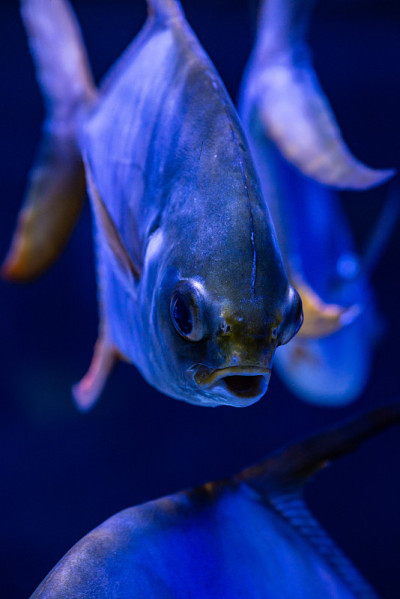 美丽的海洋Pompanos Trachinotus杰克海洋鱼类蓝色水水族馆海洋生命