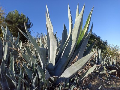 哨兵植物(美洲龙舌兰)