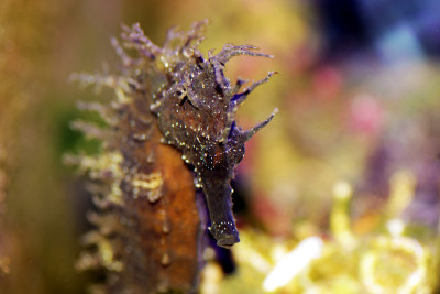 咸水水族缸中地中海海马的剖面图-口状海马