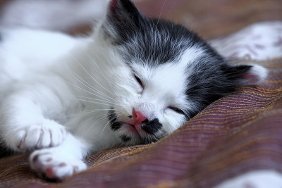 可爱的小猫咪