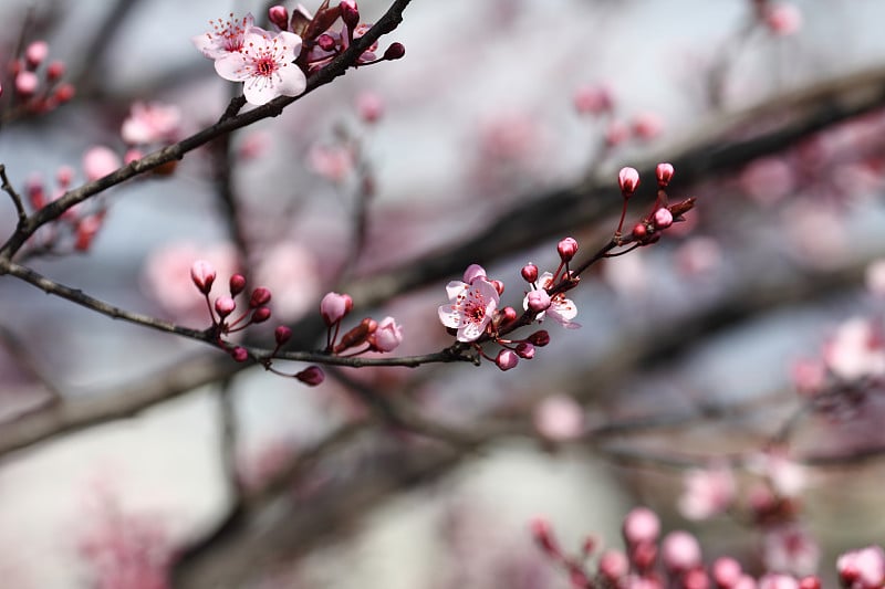 水果开花