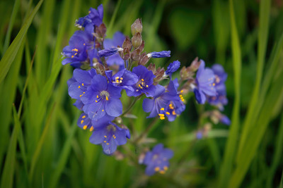 Polemonium caerulleum，被称为Jacob's-ladder或希腊缬草特写。