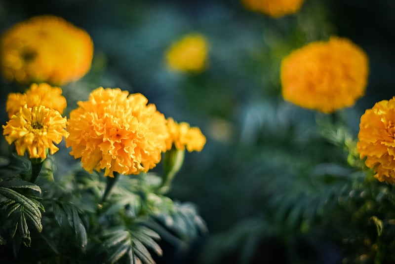 花园里美丽的万寿菊(万寿菊、墨西哥万寿菊、阿兹特克万寿菊或非洲万寿菊)。