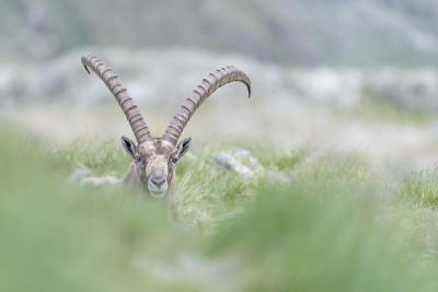 与阿尔卑斯山之王面对面(卡普拉ibex)