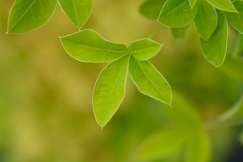 沃斯金链花