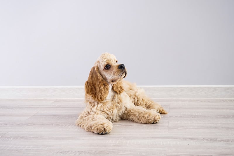 灰色背景上的美国可卡犬幼犬。