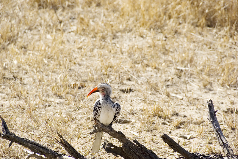 红嘴犀鸟(Tockus erythrhynchus)