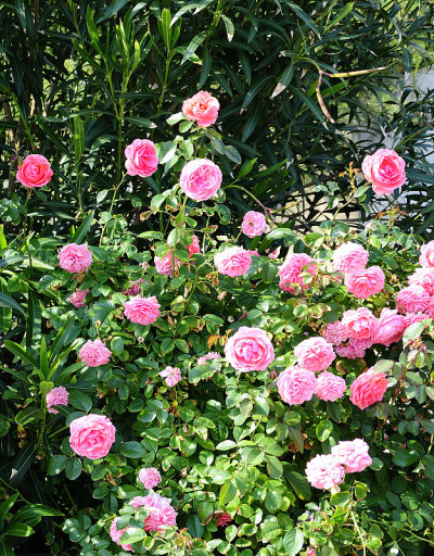 花