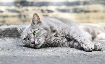 无家可归的漂亮猫躺在户外。