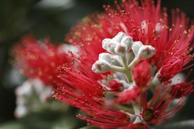Pohutukawa花