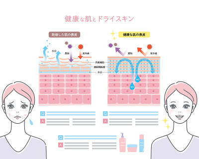 皮肤周转、皮肤结构与女性