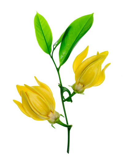 依兰的香花