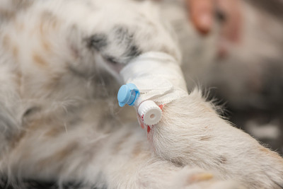 生病的杰克罗素小猎犬在兽医那里。兽医准备狗手术，并放置一个套管给静脉药物。